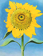 SunflowerOkeefe