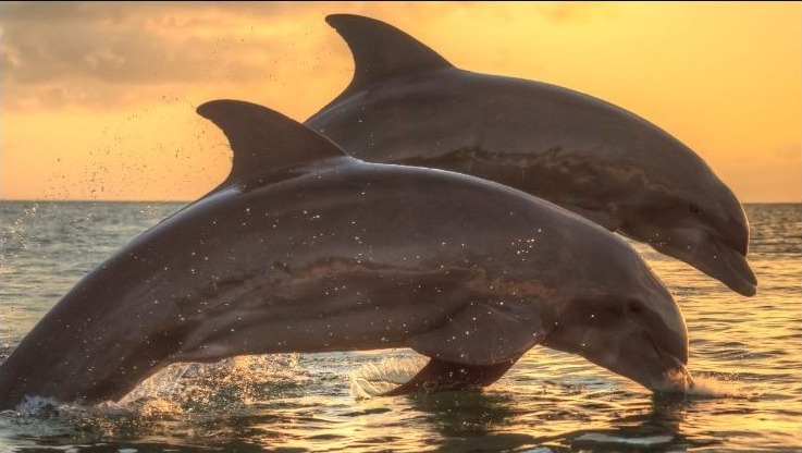Cover graphic for Deciphering Dolphin Communication: Deep Learning, AI and Non-Human Animal Communication