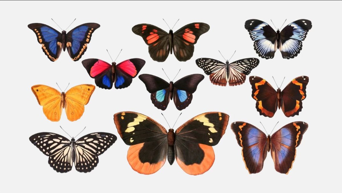 Cover graphic for Pale Fires, Bright Patterns, Probability Fields: A Lepidopterist's Guide to Claude Sonnet 3.7's Creative Writing Anthropocene Ability (V.22)